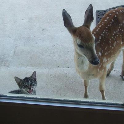 Kitten and Deer Outside