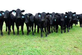 Cows Black