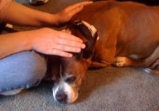 Dog receiving a hands-on Reiki treatment.